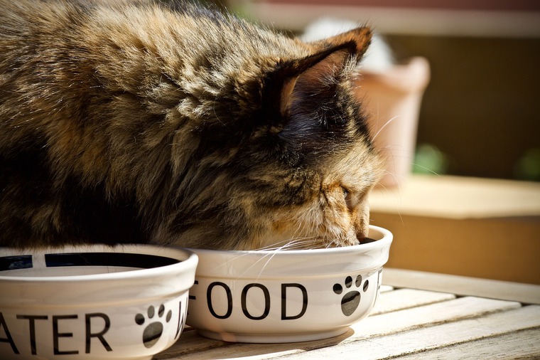2018_0628_cat_na_004