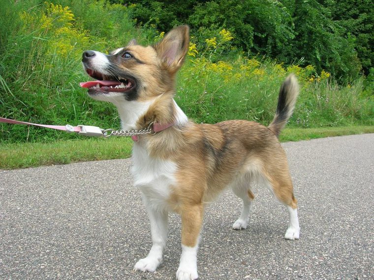 散歩する犬