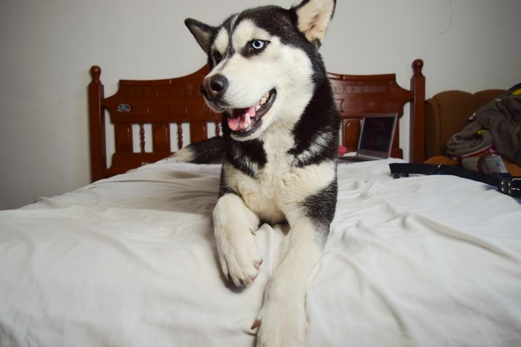 虫歯になりやすい犬種・年代