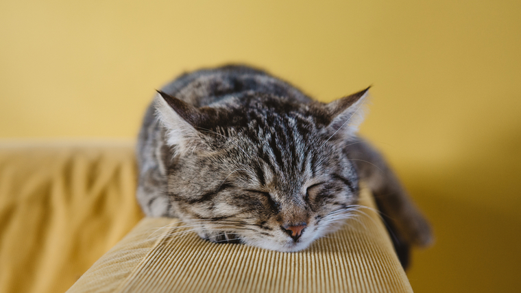 細菌性気管炎の症状は何ですか?