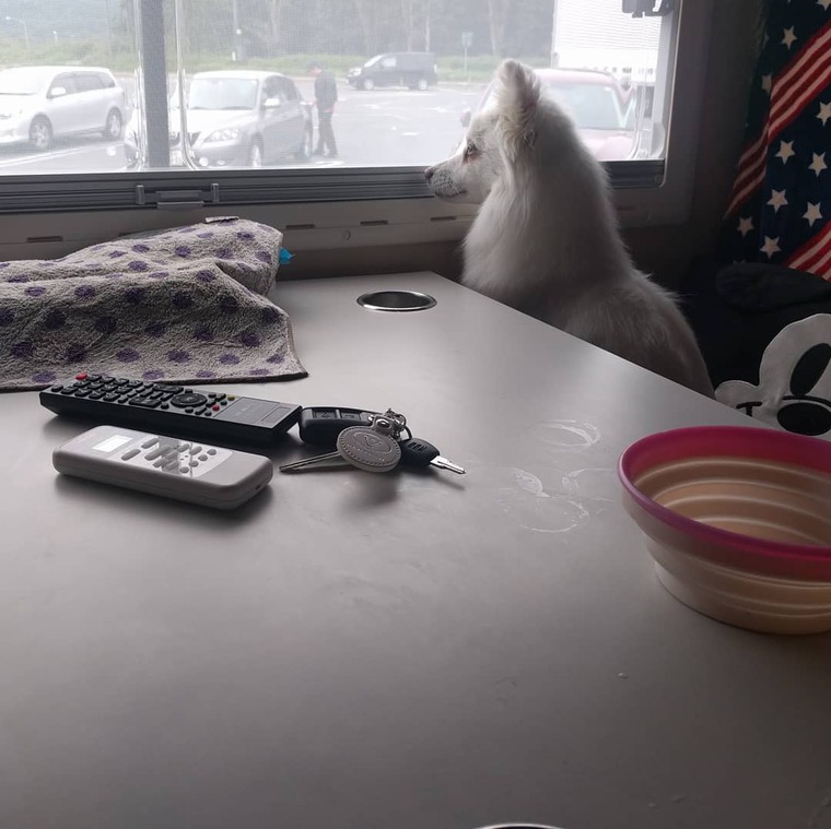 犬とキャンピングカー
