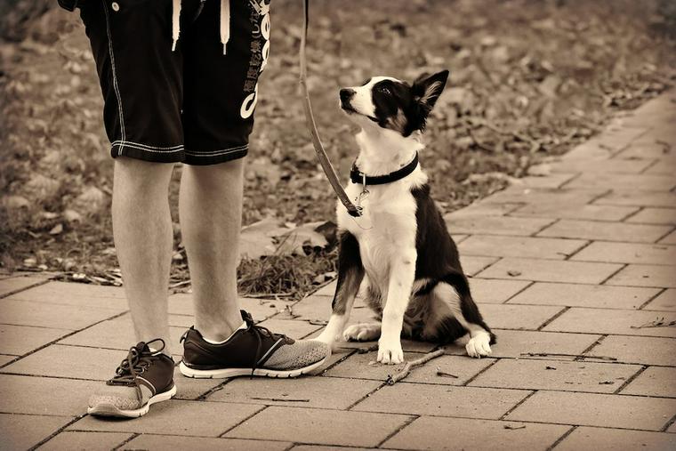 2018_1003_dog_na_002