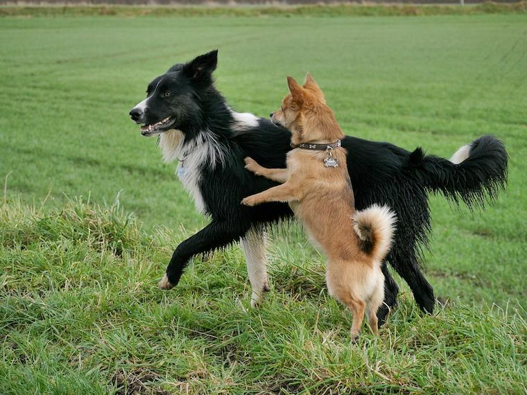 2018_1003_dog_na_003