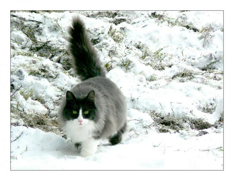雪の中を歩く猫