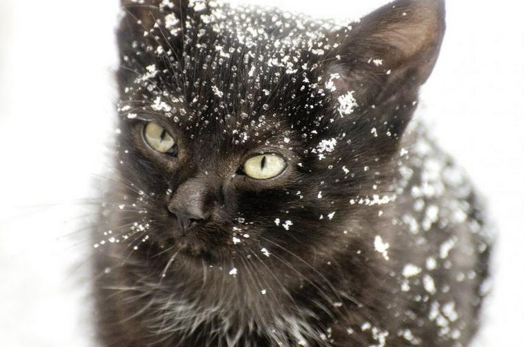 雪の中の子猫