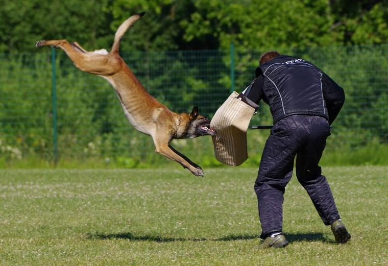 警察犬