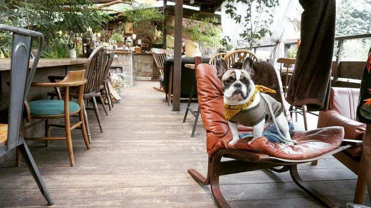 犬のバンダナ13選 首輪タイプや保冷剤を入れるものなど 夏の暑さ対策にもおすすめです ペトコト