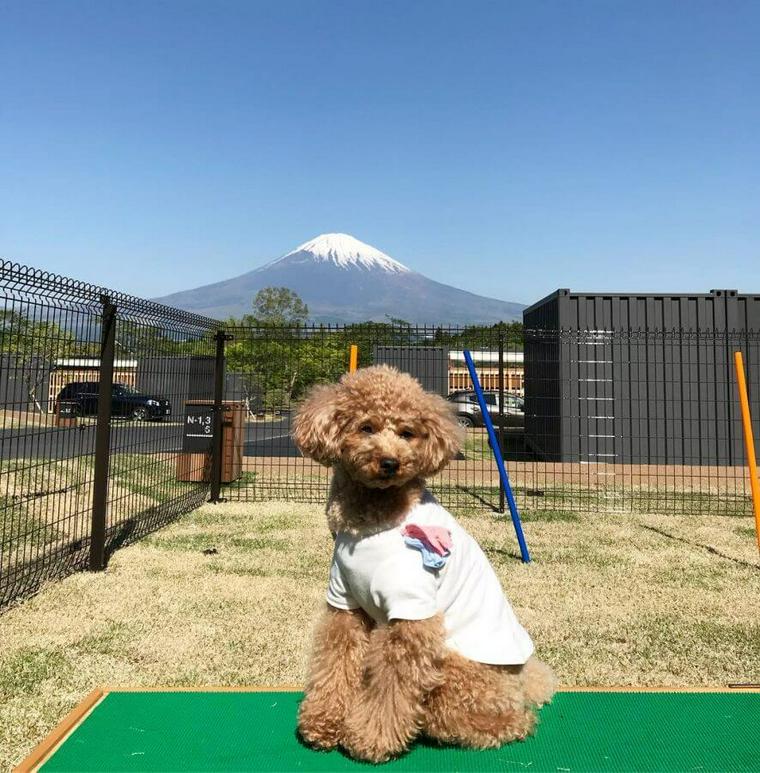 藤之煌トイプードル