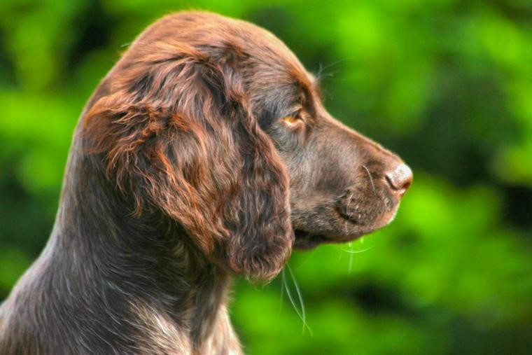 ポインターってどんな犬 犬種や性格 歴史などを解説 ペトコト