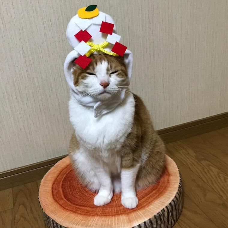 猫のかぶりもの写真