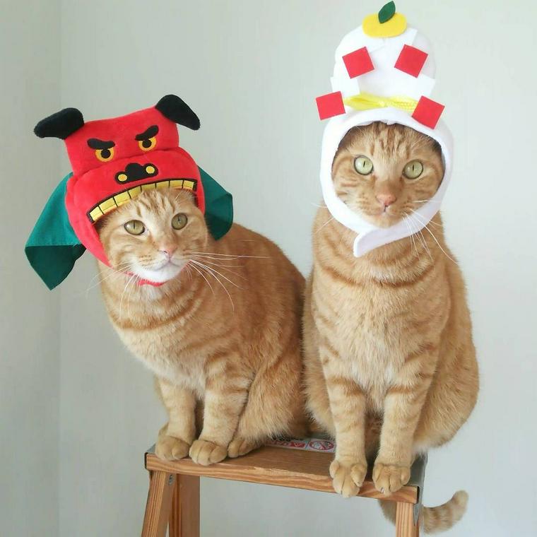猫のかぶりもの写真