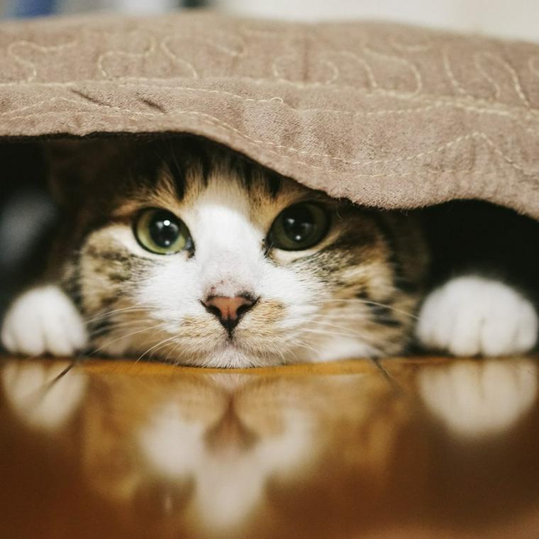 猫