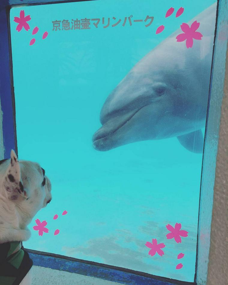 油壺マリンパークの犬