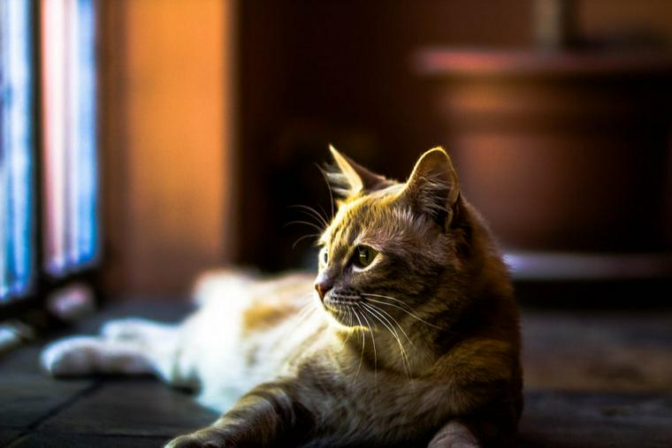 猫