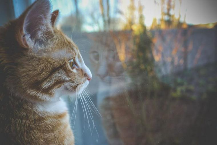 外を眺める猫