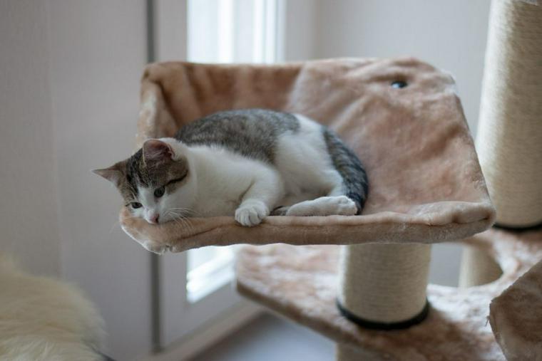 キャットタワーに登る猫