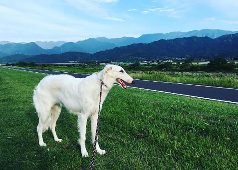 ボルゾイの飼い方|性格や毛色の違い、しつけ方について