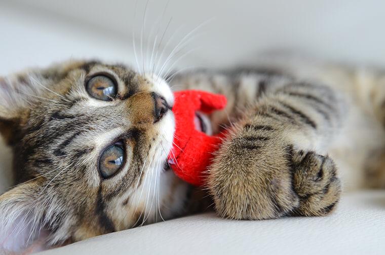 おもちゃで遊ぶ猫