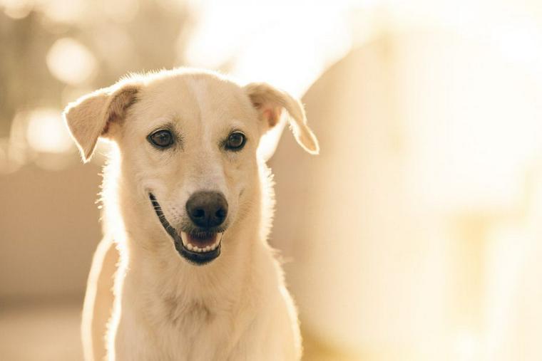 笑顔の犬