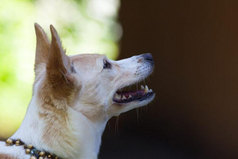 犬