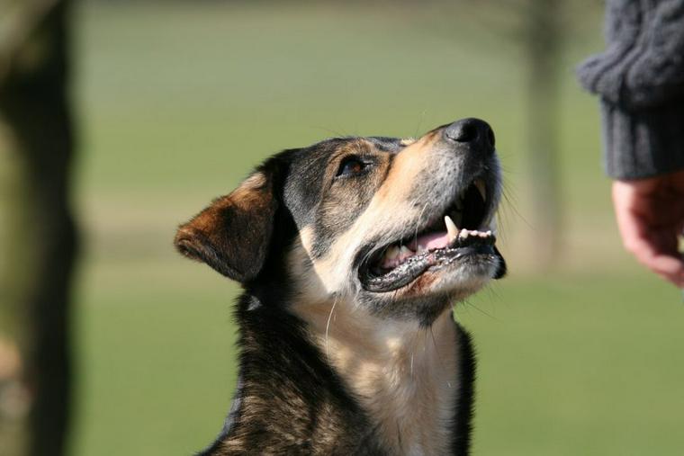 指示を待つ犬