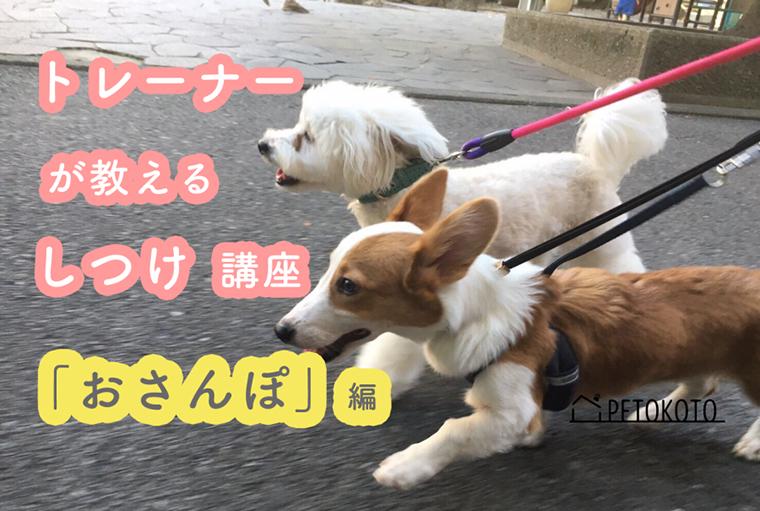 犬の散歩はどうしつける 歩かない理由や時間 回数などトレーナーが解説 ペトこと