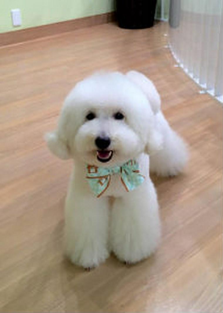 犬の足をバリカンでお手入れ 足バリ隠し 夏はこれで決まり ペトコト