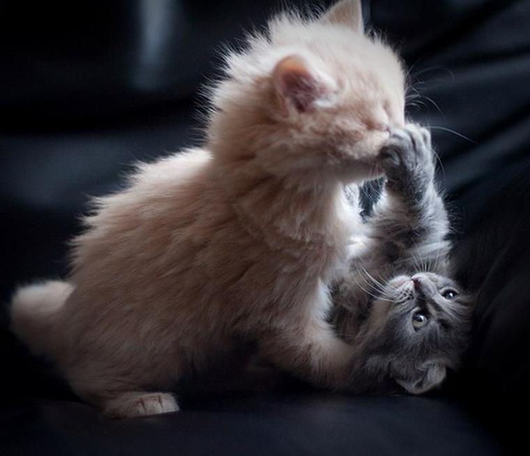 猫のケンカ