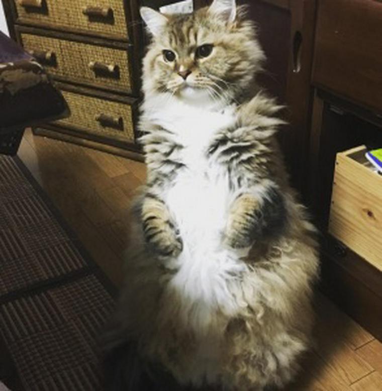 二足で立つマンチカンの写真