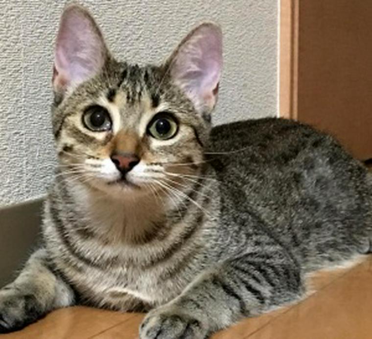 エジプシャンマウの画像