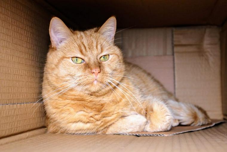 箱に入った猫