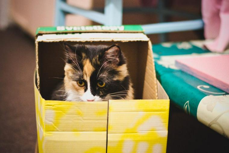 箱に入った猫