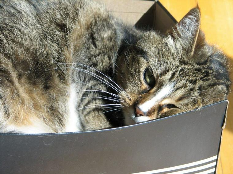 箱に入った猫