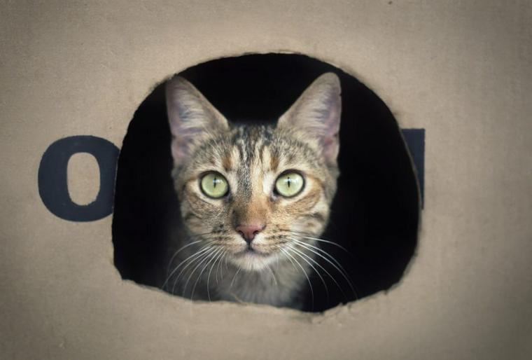 箱に入った猫