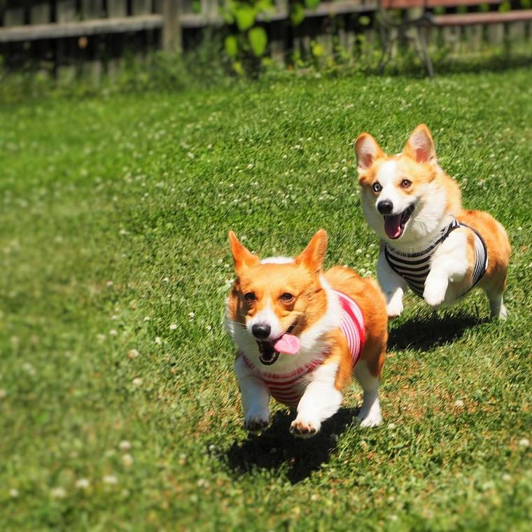 花七曜の犬