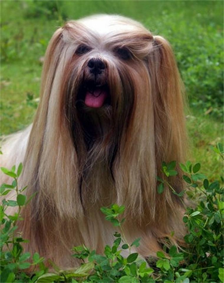 ラサアプソの犬