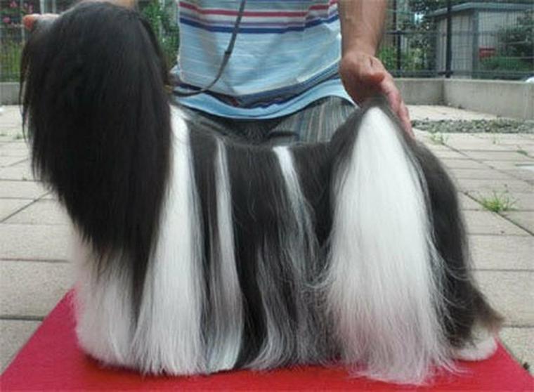 ラサアプソの犬