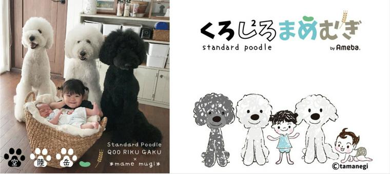 スタンダードプードルの飼い主さんのブログ「くろしろ²まめむぎ *スタンダードプードルと孫娘の成長日記*」