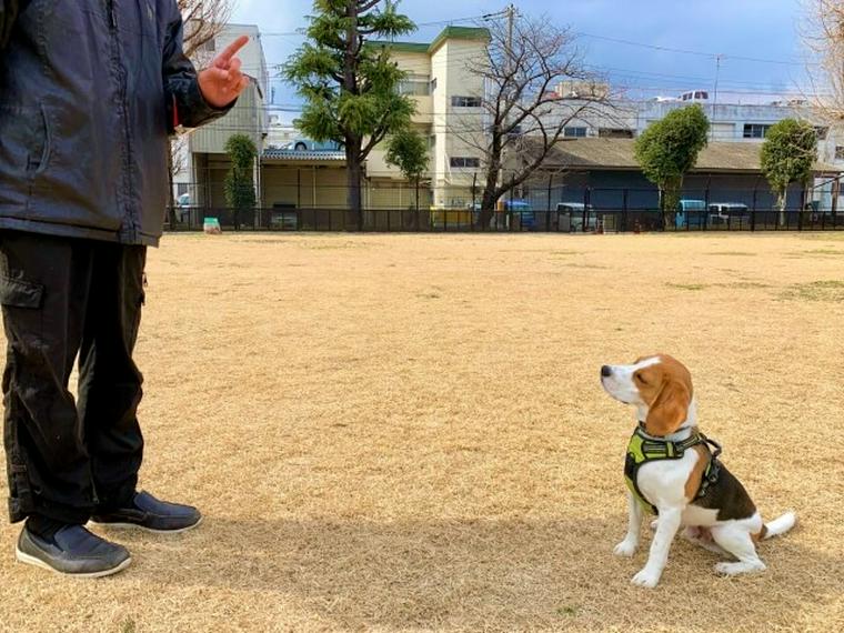 オスワリをするビーグル