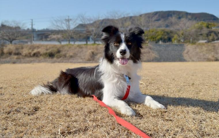 伏せをする犬