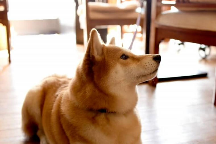 カフェにいる柴犬