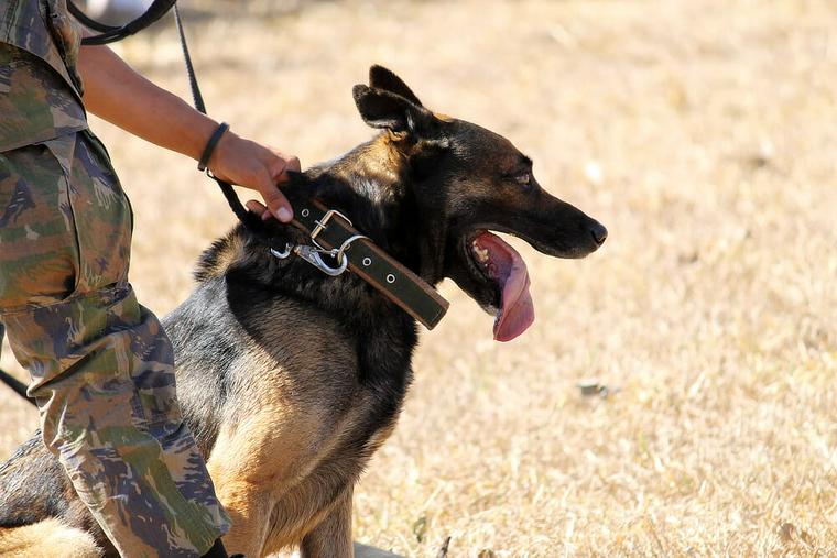 軍用犬