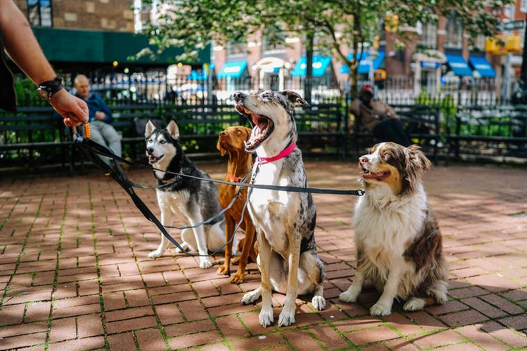 オスワリをする犬たち