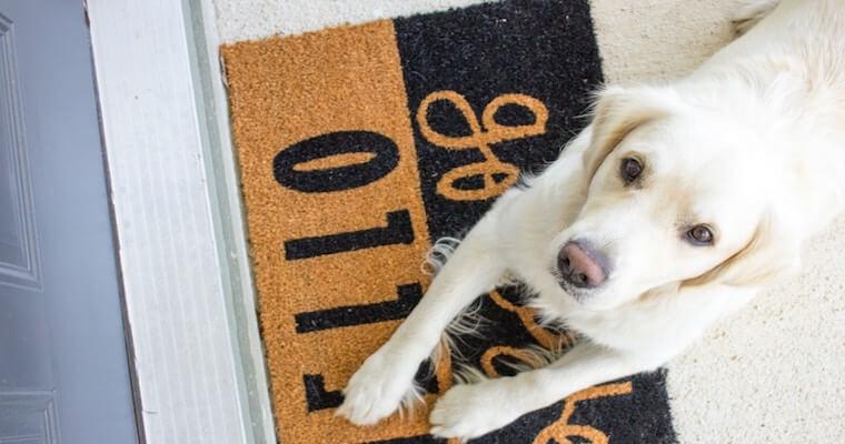 犬のメラノーマ(悪性黒色腫)とは? 口腔内を中心に症状などを獣医師が解説
