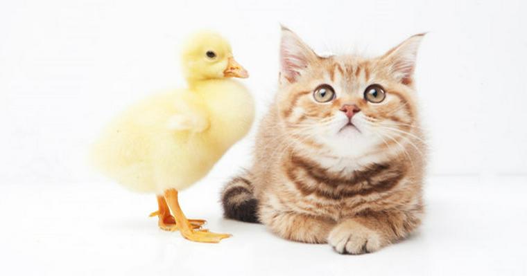 小型の猫ってどんな種類がいるの? マンチカンなど大きくなりにくい猫を紹介