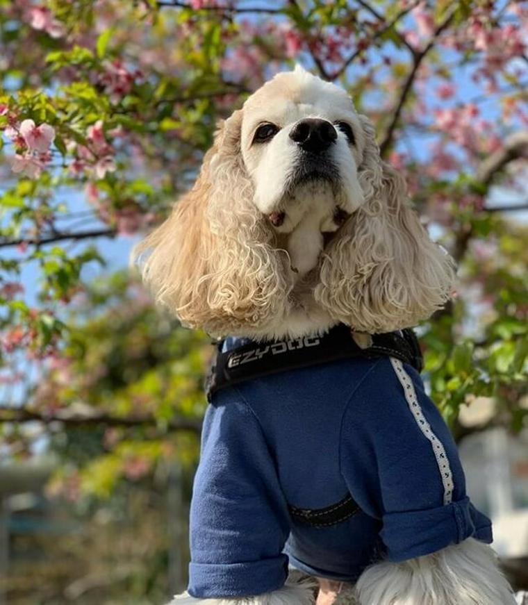 アメリカンコッカースパニエルのおすすめカットスタイル 頻度や料金 自宅でのやり方をトリマーが解説 ペトコト