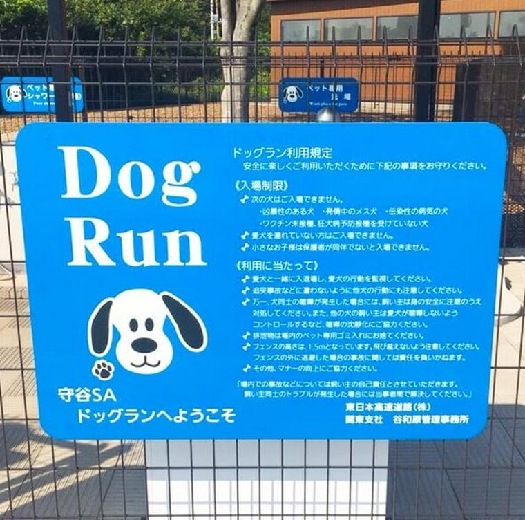 犬連れ可が嬉しい ひたち海浜公園 はネモフィラだけでなくコキアも絶景 今日のシロップ ペトコト