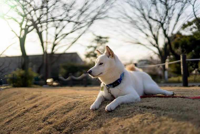 柴犬しつけ