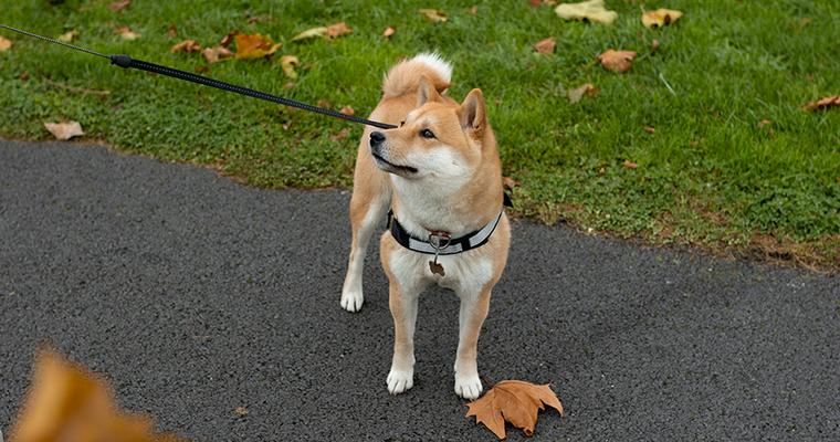柴犬のしつけ｜散歩やトイレの教え方をドッグトレーナーが解説 ペトこと
