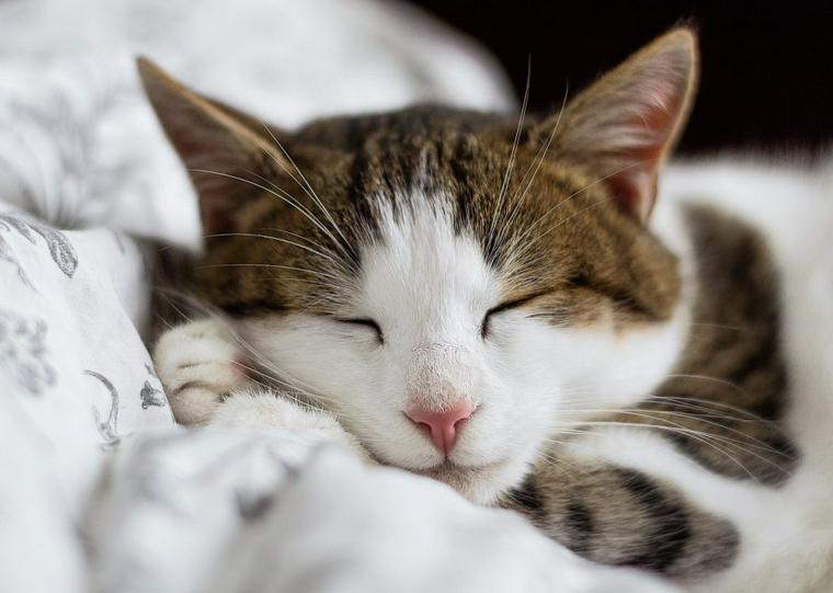 猫と枕